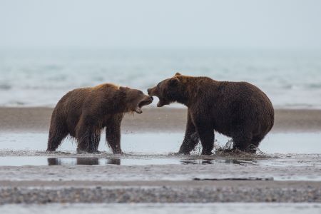 Alaska Bären 450 bre...
